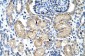 ELL antibody - C-terminal region